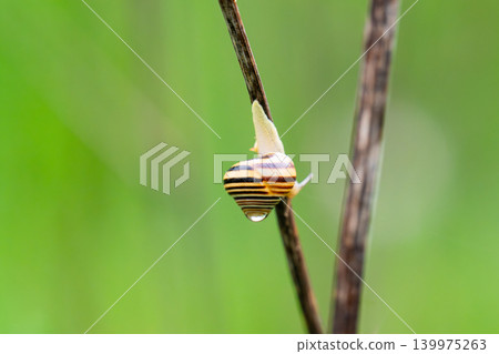 Cepaea nemoralis Cepaea nemoralis 139975263