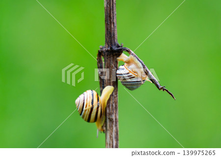 Cepaea nemoralis 139975265