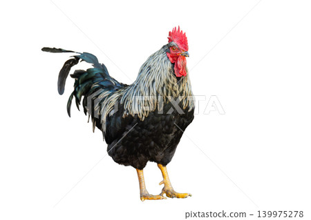 rooster standing 139975278