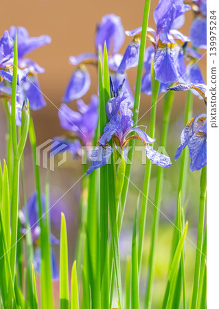Close-up of a blue iris flower against a blurred green background with bokeh and soft sunlight Close-up of a blue iris flower against a blurred green background with bokeh and soft sunlight 139975284
