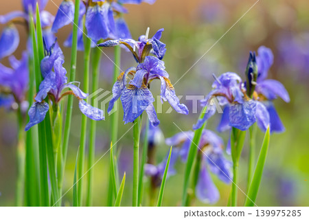 Close-up of a blue iris flower against a blurred green background with bokeh and soft sunlight Close-up of a blue iris flower against a blurred green background with bokeh and soft sunlight 139975285