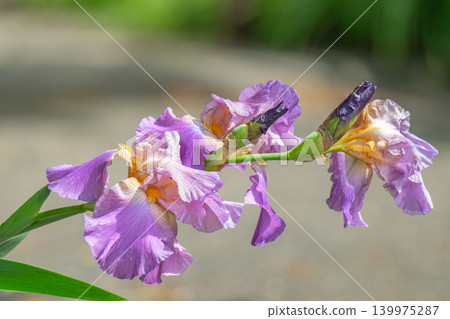 Blooming iris flower Blooming iris flower 139975287