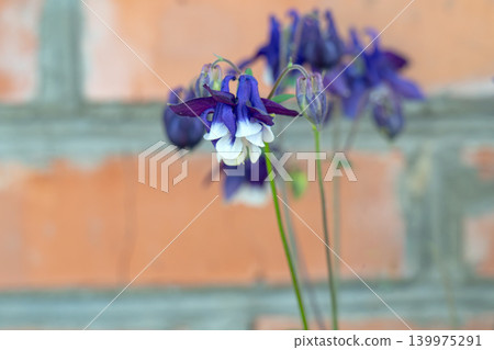 A close-up of a columbine flower with small buds and leaves. A close-up of a columbine flower with small buds and leaves. 139975291