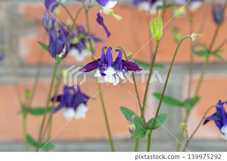 A close-up of a columbine flower with small buds and leaves. A close-up of a columbine flower with small buds and leaves. 139975292