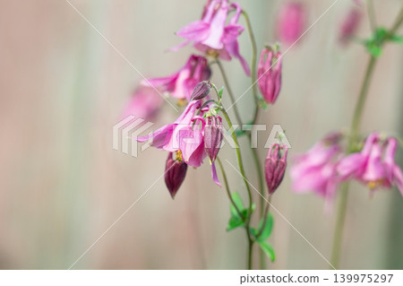 A close-up of a columbine flower with small buds and leaves. A close-up of a columbine flower with small buds and leaves. 139975297