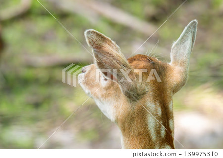 The sika deer (Cervus nippon) is a mammal of the genus of true deer The sika deer (Cervus nippon) is a mammal of the genus of true deer 139975310