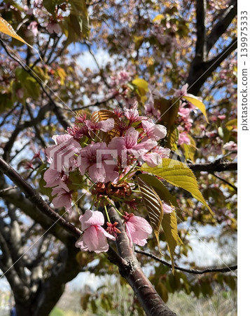 北海道的春天，櫻花和花苞的特寫 139975333