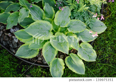 Magnificent Hosta Satisfaction Plant with Large Variegated Foliage 139975351