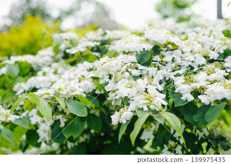 Decorative Viburnum Pragense Bush with White Flowers in Park Decorative Viburnum Pragense Bush with White Flowers in Park 139975435