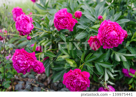 Many Bright Pink Peony Kansas Flowers On Green Shrub Many Bright Pink Peony Kansas Flowers On Green Shrub 139975441