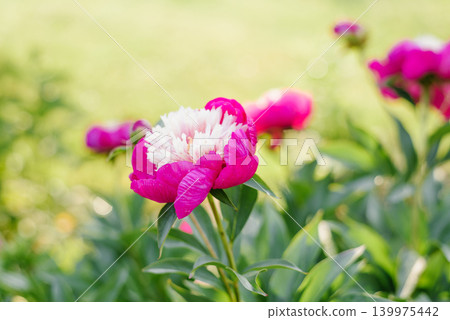 Bicolor Pink and White Peony in Sunny Garden Landscape Bicolor Pink and White Peony in Sunny Garden Landscape 139975442