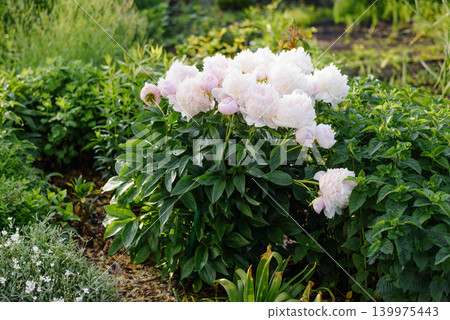 Beautiful Pink Peony Bush Angel Cheeks in Summer Garden Beautiful Pink Peony Bush Angel Cheeks in Summer Garden 139975443