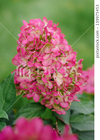 Detailed View of Hercules Hydrangea with Soft Pink Tips 139975453