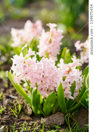 Gentle Pink Hyacinth Pink Pearl Blooming in Spring Garden 139975454