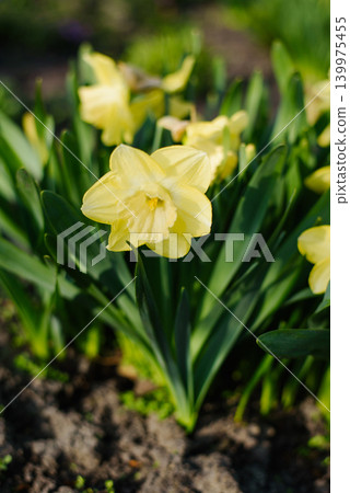 Close View of Yellow Narcissus Daffodil in Garden Soil 139975455