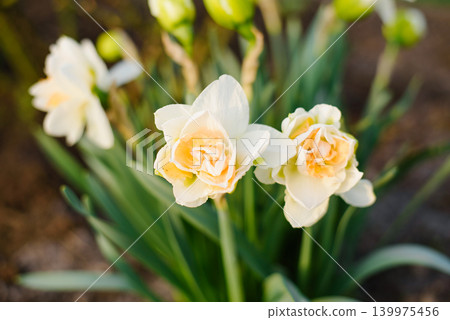 Beautiful Double Narcissus Manly Flowers in Spring Garden Beautiful Double Narcissus Manly Flowers in Spring Garden 139975456