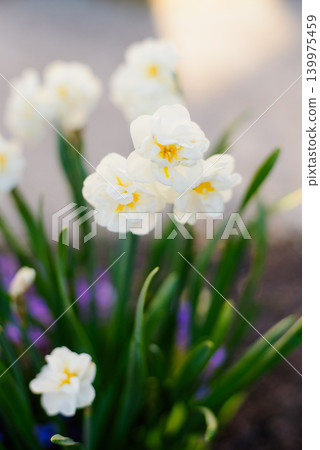 White Narcissus Bridal Crown Flowers In Spring Park White Narcissus Bridal Crown Flowers In Spring Park 139975459