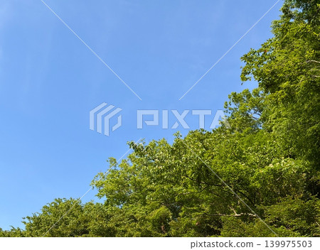 Clear blue sky and summer green canopy Clear blue sky and summer green canopy 139975503