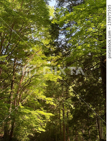 夏日的陽光透過樹木和翠綠的樹葉灑在林間小徑上。 夏日的陽光透過樹木和翠綠的樹葉灑在林間小徑上。 139975505