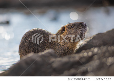 Close-up portrait of wet nutria coypu emerging from water onto rocky bank, with detailed fur texture and whiskers visible against soft bokeh water background Close-up portrait of wet nutria coypu emerging from water onto rocky bank, with detailed fur texture and whiskers visible against soft bokeh water background 139975556