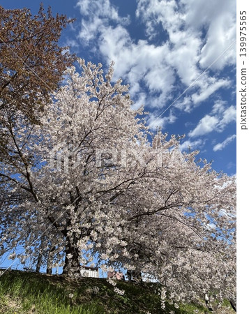 “北海道春天，碧空如洗，一棵櫻花樹正值盛花期。” 139975565