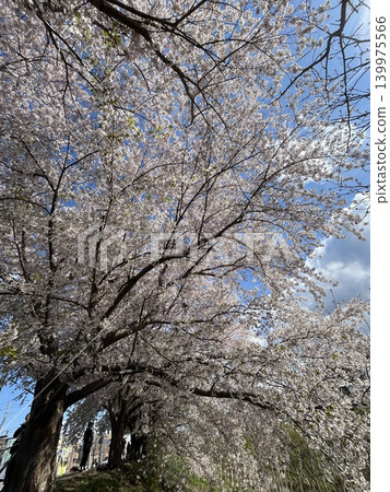 “仰望盛開的櫻花拱門——北海道的春日景色” “仰望盛開的櫻花拱門——北海道的春日景色” 139975566