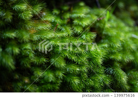 用微距鏡頭拍攝蓬鬆的苔蘚 用微距鏡頭拍攝蓬鬆的苔蘚 139975616