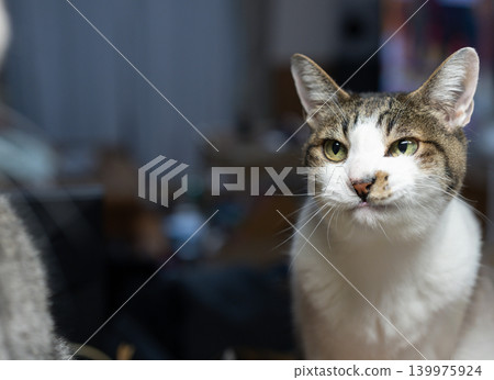 A cat staring at a pheasant cat A cat staring at a pheasant cat 139975924
