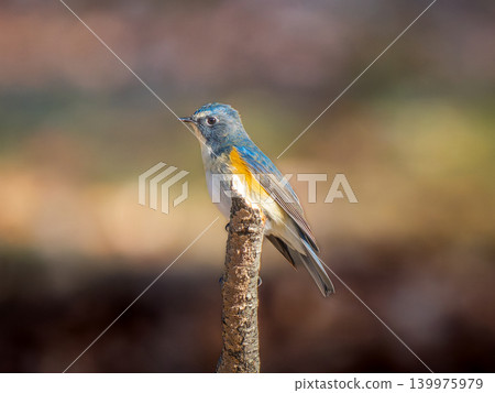 Ruribitaki catching on branches Ruribitaki catching on branches 139975979