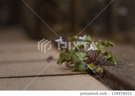Wildflowers blooming in the cracks of concrete 139976055