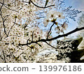 Cherry blossoms in full bloom and a Japanese temple landscape: A springtime image of Kyoto. 139976186