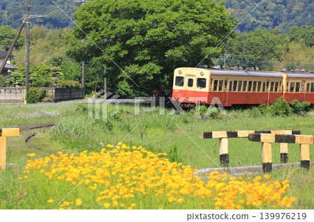 小湊鐵道:“初夏時節,當地鐵路沿線盛開著大花金雞菊” 小湊鐵道:“初夏時節,當地鐵路沿線盛開著大花金雞菊” 139976219