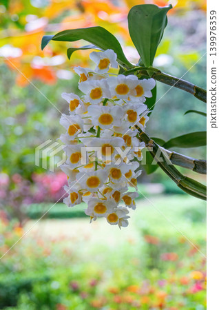White and yellow orchid on Orchid Island in Nha Trang in Vietnam White and yellow orchid on Orchid Island in Nha Trang in Vietnam 139976359