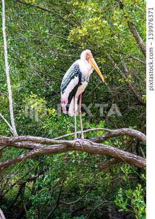 Marabou stork on a branch in Orchid Island Park in Nha Trang in Vietnam Marabou stork on a branch in Orchid Island Park in Nha Trang in Vietnam 139976371