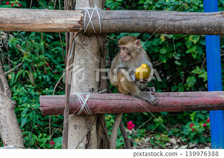 A baby monkey on a fence at the Monkey Island Park in Nha Trang in Vietnam A baby monkey on a fence at the Monkey Island Park in Nha Trang in Vietnam 139976388