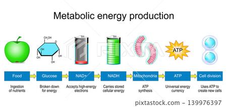 Mitochondria convert nutrients into cellular energy through NAD and NADH cycle. infographic Mitochondria convert nutrients into cellular energy through NAD and NADH cycle. infographic 139976397
