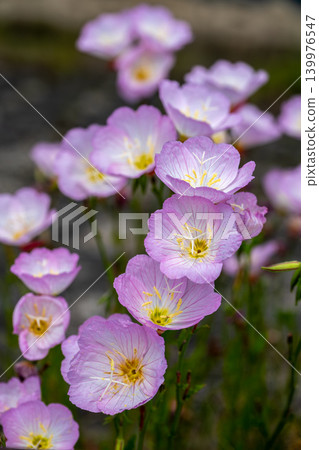 Evening primroses blooming on the riverbank Evening primroses blooming on the riverbank 139976547