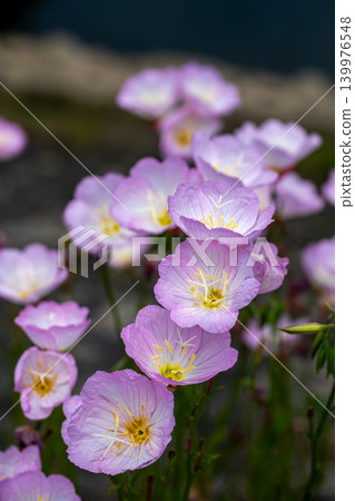 Evening primroses blooming on the riverbank Evening primroses blooming on the riverbank 139976548