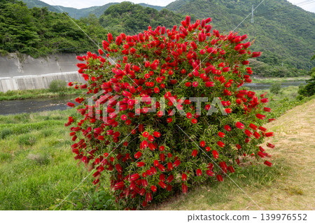 A red brushwood flower A red brushwood flower 139976552