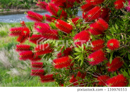 一朵紅色草叢花 一朵紅色草叢花 139976553