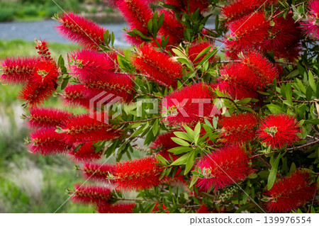 A red brushwood flower A red brushwood flower 139976554