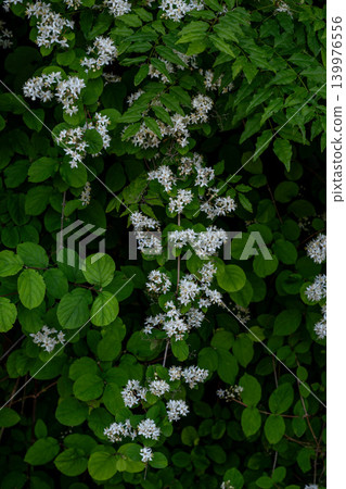 Deutzia crenata blooming in the shade Deutzia crenata blooming in the shade 139976556