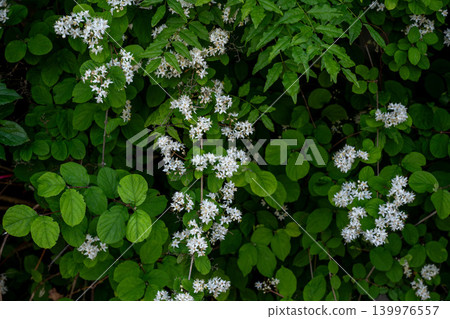 Deutzia crenata blooming in the shade Deutzia crenata blooming in the shade 139976557