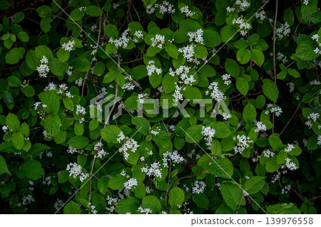 陰涼處的溲疏花 陰涼處的溲疏花 139976558