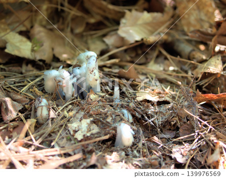 美麗的銀龍草(Monotropa uniflora)在炎熱潮濕的五月發芽了。 美麗的銀龍草(Monotropa uniflora)在炎熱潮濕的五月發芽了。 139976569