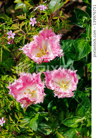 Beautiful pink frilly tulip flowers blooming in a spring garden Beautiful pink frilly tulip flowers blooming in a spring garden 139976751