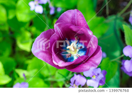 A close-up of a beautiful purple tulip flower blooming in the garden. A close-up of a beautiful purple tulip flower blooming in the garden. 139976768