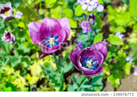 A close-up of a beautiful purple tulip flower blooming in the garden. 139976773