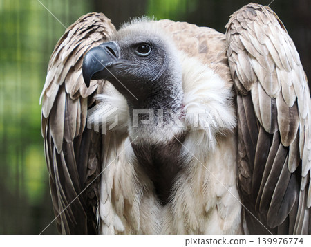 Koshiro vulture Koshiro vulture 139976774