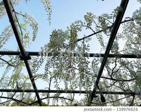 Wisteria that shines in the blue sky Wisteria that shines in the blue sky 139976828